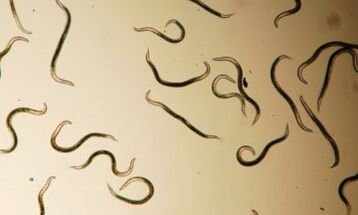 Parasiten, die im menschlichen Körper leben